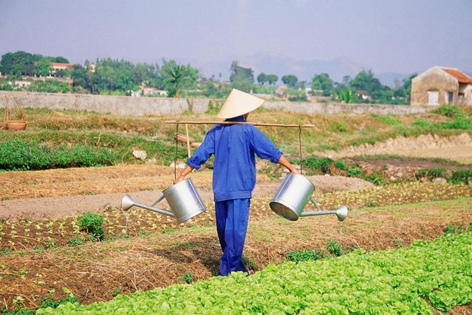3 Hours Hoi An Countryside Bicycle Tour - The route begins with lotus, rice, and a calm ride out of town