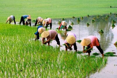 3 Hours Hoi An Countryside Motorbike Tour - Price and Logistics: What $51.45 Actually Covers