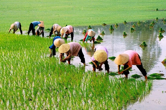 3 Hours Hoi An Countryside Motorbike Tour - Price and Logistics: What $51.45 Actually Covers