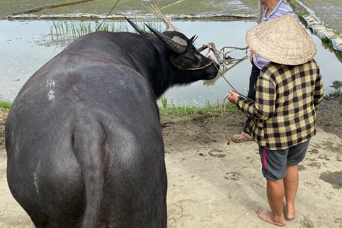 5-Hour Discovery Countryside by Cycling, Buffalo and Basket Boat - A Fisherman’s Home Stop: Coconut Jam, Tea, and Lunch