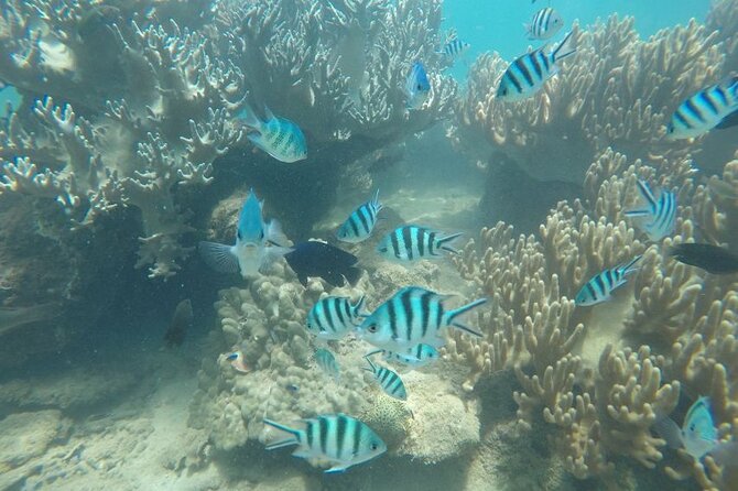 Cham Island Exploration Tour and Swimming with Local Guide - Cham Jungle Restaurant seafood lunch: local fuel without the hassle