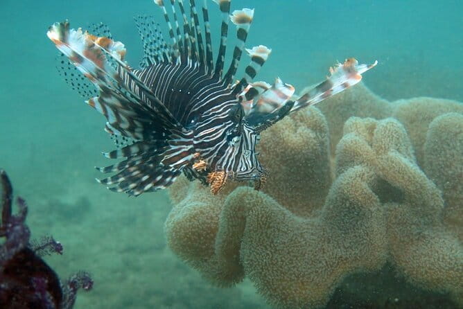 Cham Island Snorkeling Private Tour (Only Snorkeling & Beach) - Key Points Before You Go
