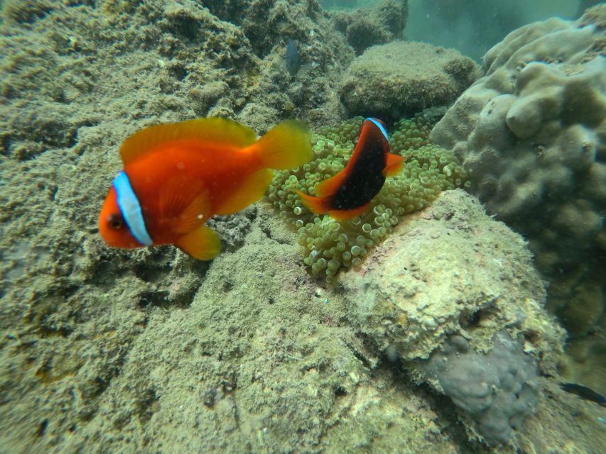 Cham Island: Underwater Walking & Snorkeling Tour - Price and value: why $68 can make sense for this format