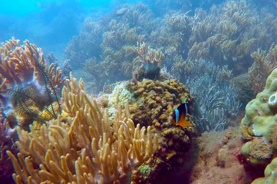 Cham Island: Underwater Walking & Snorkeling Tour - Hand feeding fish on the ocean floor: the moment that clicks