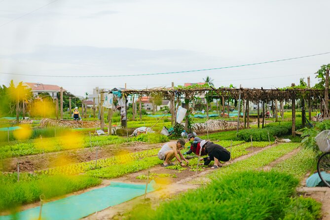 Countryside Adventure Private Tour by Electric Car - Coconut Forest, Coconut Mangroves, and Basket Boats