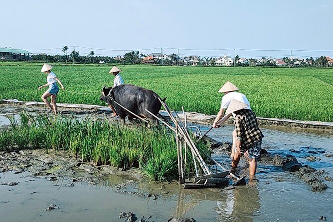 Cycling, Buffalo, Basket Boat ride in Hoi An - Food breaks that feel local: coconut jam, lunch, and dinner