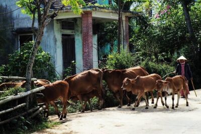 Discover The Hidden Charm Of Hoi An’s Countryside On A Bike Tour - Meeting at 124 Trần Hưng Đạo and Getting Set Up Fast