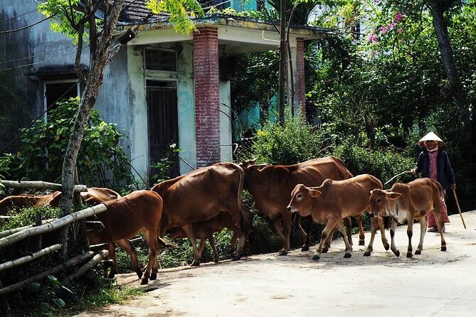 Discover The Hidden Charm Of Hoi An’s Countryside On A Bike Tour - Meeting at 124 Trần Hưng Đạo and Getting Set Up Fast