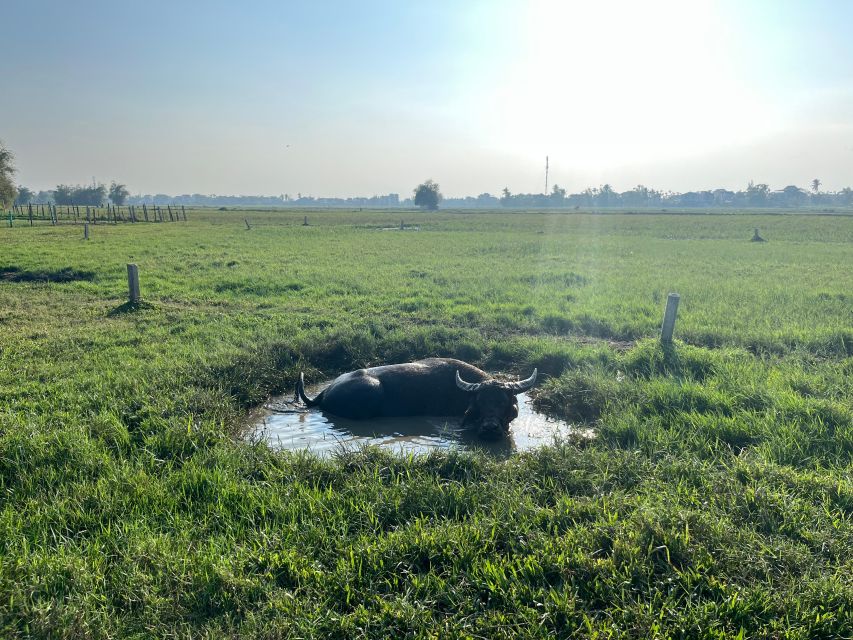 Funny day cycling, Buffalo riding and Basket boat - Water Buffalo Riding: Funny, Slightly Surreal, and Very Human
