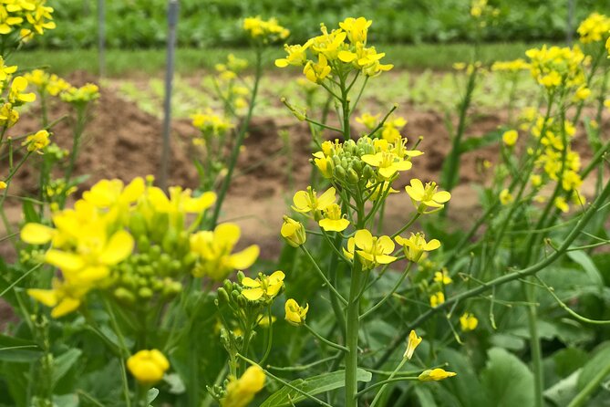 Gardening at Tra Que Vegetable Village and cooking class - Who should book this tour in Tra Que—and who might skip
