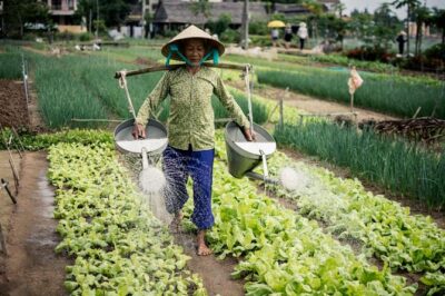 Half Day Cooking Class At Tra Que Vegetable Village Hoi An - Master Chef Cooking Class: Team Competition at a Local House