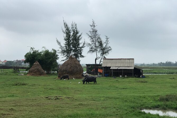 Half-Day Hoi An Countryside and Villages Tour by Bike - Price and Value: Is $49.99 Worth It?