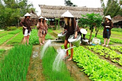 Hoi An Countrylife Tour Experience & Vietnamese Set Menu - Tra Que Organic Vegetable Village: seaweed, raking, and baby herbs