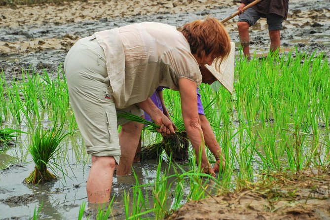 Hoi An Countrylife Tour Experience & Vietnamese Set Menu - Pickup, timing, and the small-group advantage