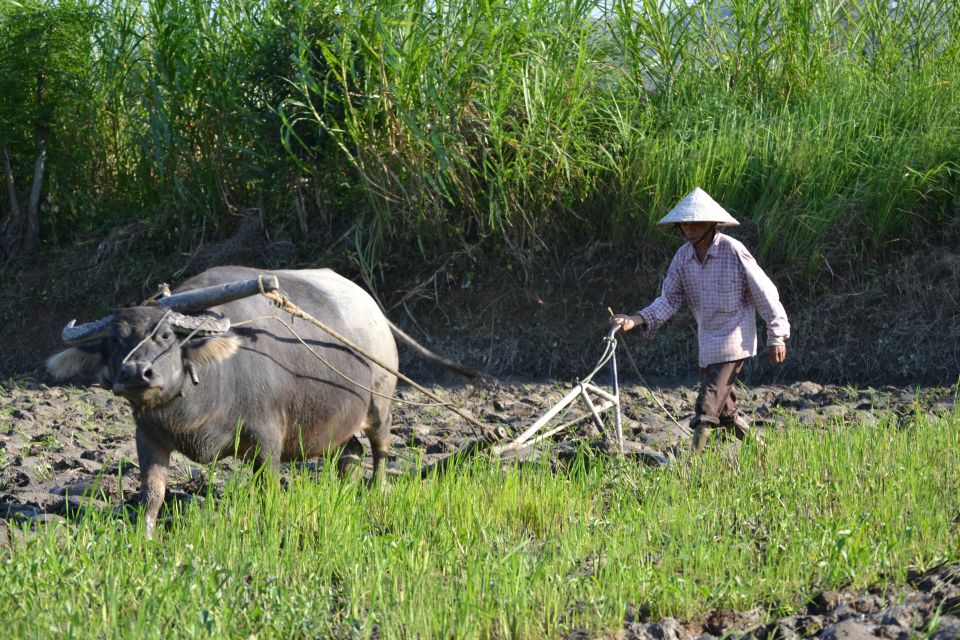 Hoi An Countryside Bicycle Tour : 25 Km Real Vietnam - Lunch at a Local Family House: Chicken, Fish, or Vegetarian