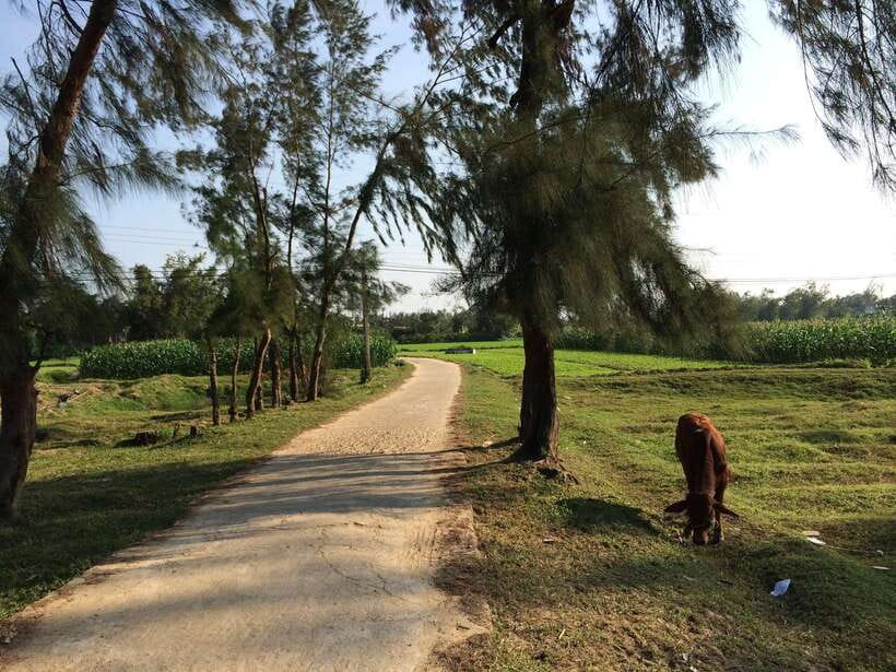 Hoi An: Countryside bike tour to Kim Bong village - Should You Book This Countryside Bike Tour to Kim Bong Village?