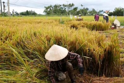 Hoi An Countryside By Bike - Hoi An Ancient Town Start: Getting Your Bearings Fast