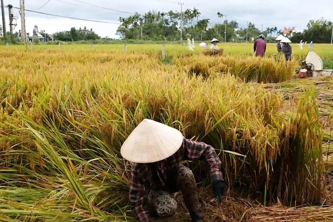 Hoi An Countryside By Bike - Hoi An Ancient Town Start: Getting Your Bearings Fast