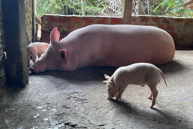 HOI AN Countryside - River Islands - Old Crafts - Local Culture - A 7:30 am countryside escape (and why the timing matters)