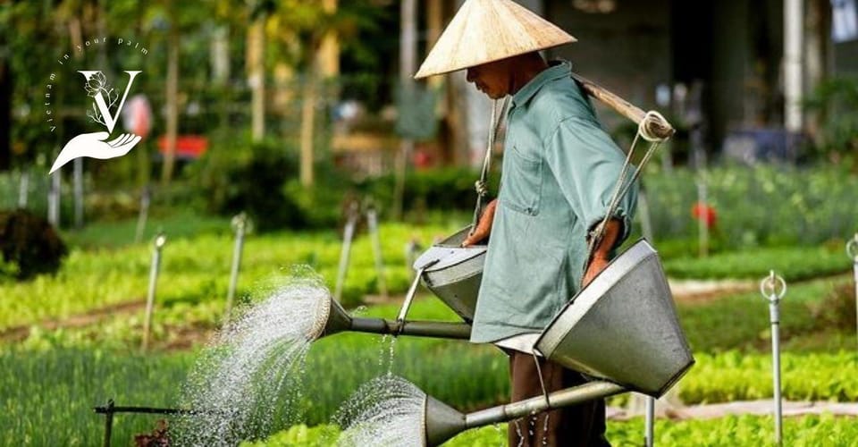 Hoi An Food Tour - Street Eats And Hoi An Hidden Gems - Sunset at an Organic Farm: A Nice Change of Pace