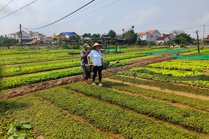 Hoi An Half-Day Bicycle Tour: Visit Herb Village, Row Basket Boat - Tra Que Herb Village: Where Farming Is the Main Attraction