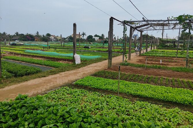 Hoi An Half-Day Bicycle Tour: Visit Herb Village, Row Basket Boat - Water Buffalo Ride: Fun Rural Life, With Practical Expectations