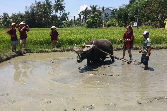 Hoi An Rice Farm Tour and Buffalo Riding with Local Home Meal - Traditional farming clothes, tea, and the art of paying attention