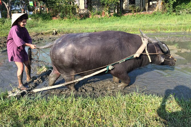 Hoi An Rice Farm Tour and Buffalo Riding with Local Home Meal - Best for who: the sweet spot and the “maybe not” list