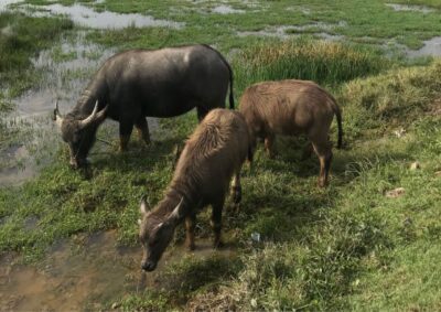 Hoi An: Rural Cycling Tour to Village with Basket Boat Ride - Rural Cycling That Feels Local: Rice Fields, Water Buffalo, and Narrow Roads