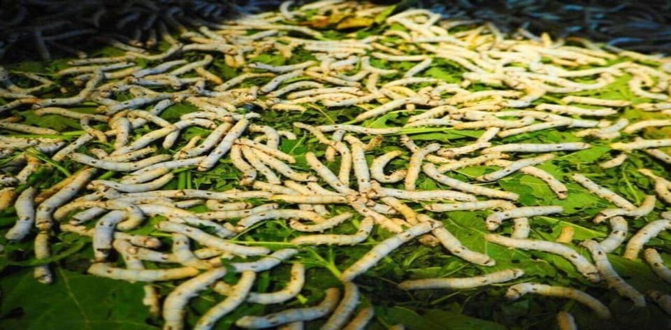 Hoi An: Silk Process, Lantern Making Workshop & Local Food - Weaving With Champa–Dai Viet Traditions and Textile Craft Knowledge