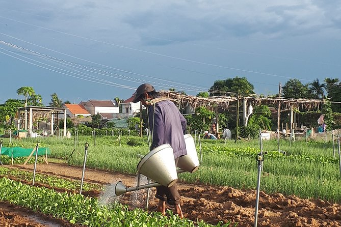 Hoi An sunrise, fish market tour and taking photos( Private tour) - Tra Que Vegetable Village: farming the traditional way