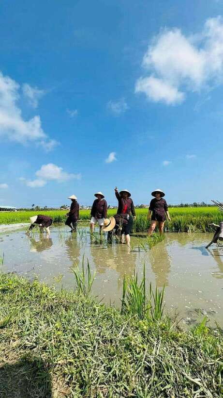 Hoi An Wet Rice Farming Tour-Basket Boat Tour Fishing-Lunch - Cam Thanh in a single afternoon: rice, buffaloes, and live-catch fishing