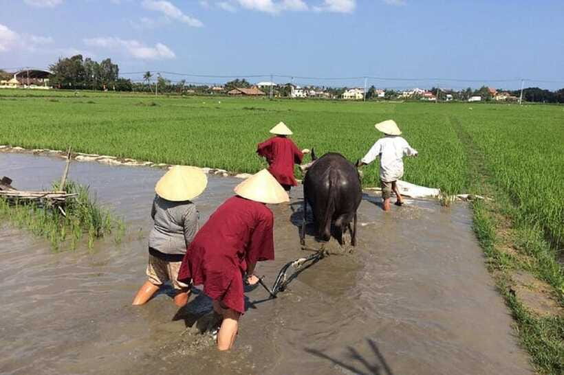 Hoi An Wet Rice Farming Tour-Basket Boat Tour Fishing-Lunch - Lantern-making class: optional in some combos