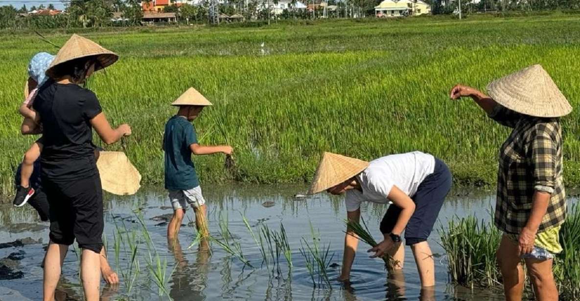 Hoi An:Cycling,Traditional Farming & Fishing Life Experience - Water buffalo time and palm-thatched house life