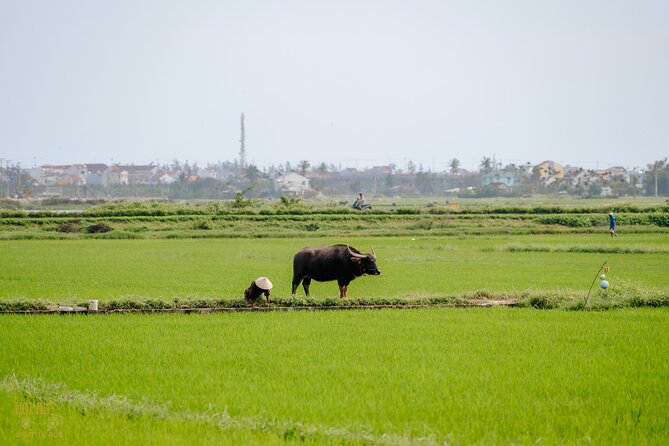 HoiAnGO Experience Local Life: Countryside by Electric Car - A snack break with locals: food that makes sense in context