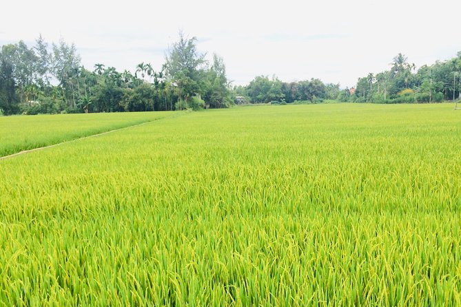 Riding Water Buffalo and Basket Boat Hoi An Private Bike Tour - Tra Que Vegetable Village: herbs, rice fields, and farm life up close