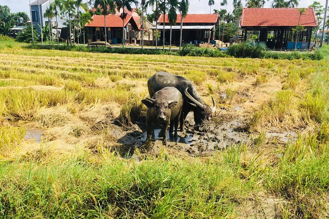 Riding Water Buffalo and Basket Boat Hoi An Private Bike Tour - The water buffalo ride: up close, guided, and tied to how locals respect them