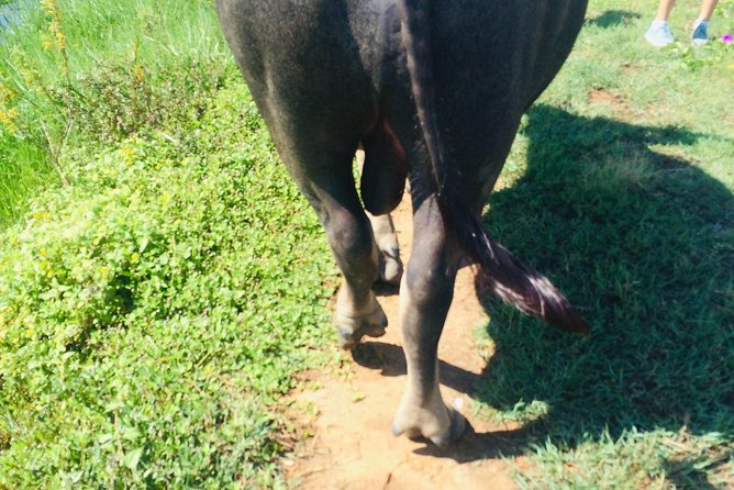 Riding Water Buffalo and Basket Boat Hoi An Private Bike Tour - Price check: does $29 get you real value?