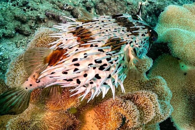 Scuba Diving Tour in Cham Island for certified divers or Beginners - Price and Value: Is $155 Fair for an 8-Hour Cham Islands Day?
