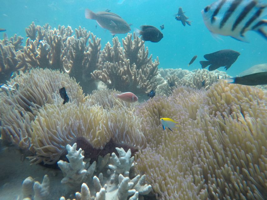Snorkeling Cham Island: Snorkeling Tour by Speed Boat - Cham Island Snorkeling: Why This Tour Works