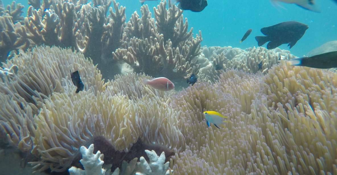 Snorkeling Cham Island: Snorkeling Tour by Speed Boat - Hon Nhon Beach: Your Snorkeling Window in Cham’s Protected Waters