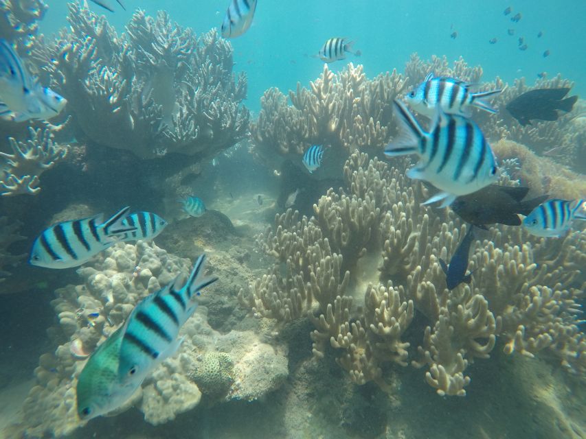 Snorkeling Cham Island: Snorkeling Tour by Speed Boat - Price and What You Get at $53