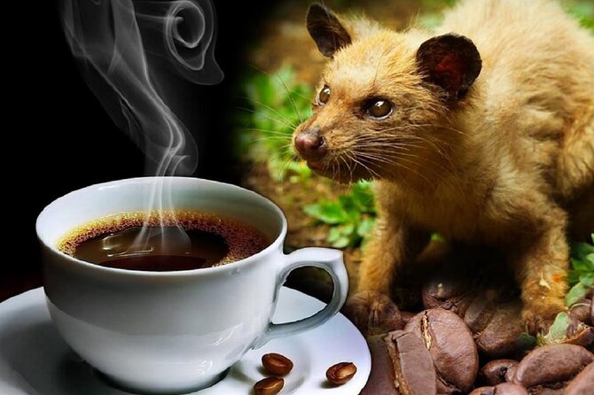 Vietnamese Culture and Coffee Making Class - The instructor experience: humor, patience, and English clarity